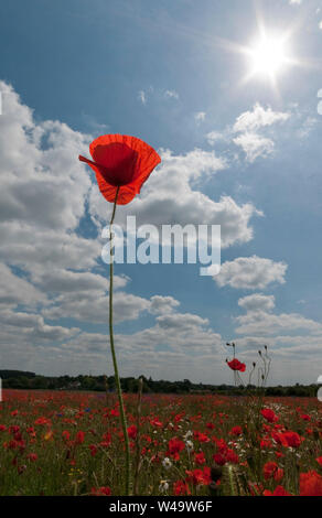 Roter Mohn bis zu den Himmel mit einem Sonnenschliff, Großbritannien Stockfoto