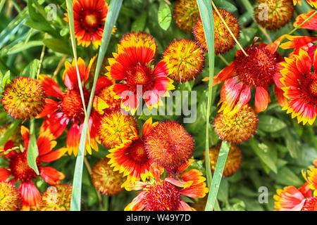Indische Decke in Nordmexiko, Daisy Blüten mit leuchtend roten und gelben Farben in einer Sommerwiese Stockfoto