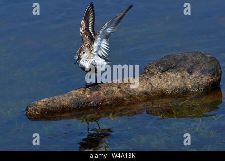 Alpenstrandläufer stretching seine Flügel nach dem Baden Stockfoto