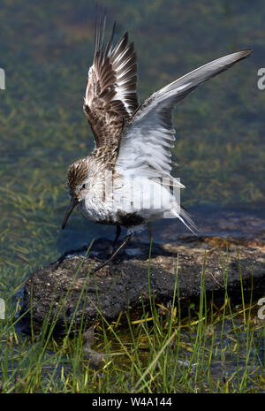 Alpenstrandläufer stretching seine Flügel nach dem Baden Stockfoto