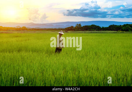 Frau Bauer starrte grünen Reis Sämlinge in einem Reisfeld mit schönen Himmel und Wolken, die Sonne über eine Bergkette im Hintergrund, Rura Stockfoto