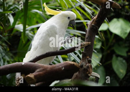 Kakadu in einem Baum Stockfoto