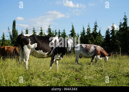 Kühe in einem Feld Stockfoto