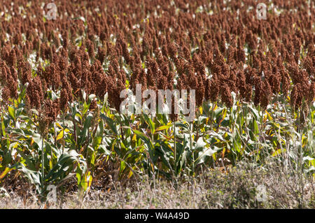 Milo ist ein Sorghum Werk in Queensland, Australien Sorghum ist weltweit die 5 wichtigsten Getreide nach Reis, Weizen, Mais, und Ba Stockfoto