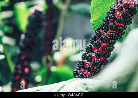 American pokeweed (Phytolacca americana) Während der angehende Zeitraum Stockfoto