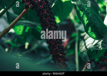 American pokeweed (Phytolacca americana) Während der angehende Zeitraum Stockfoto