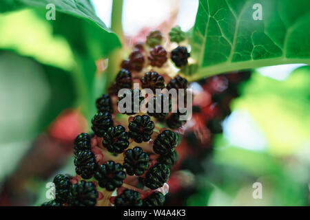 American pokeweed (Phytolacca americana) Während der angehende Zeitraum Stockfoto