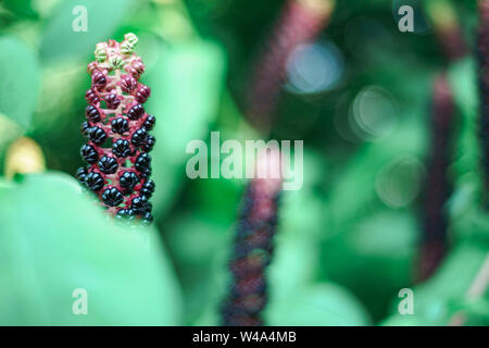 American pokeweed (Phytolacca americana) Während der angehende Zeitraum Stockfoto