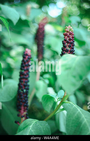 American pokeweed (Phytolacca americana) Während der angehende Zeitraum Stockfoto