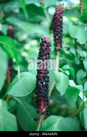 American pokeweed (Phytolacca americana) Während der angehende Zeitraum Stockfoto