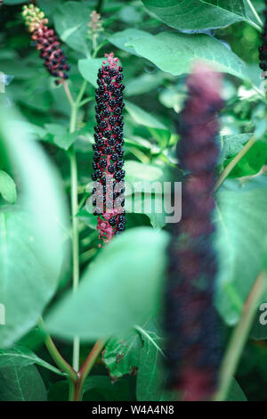 American pokeweed (Phytolacca americana) Während der angehende Zeitraum Stockfoto