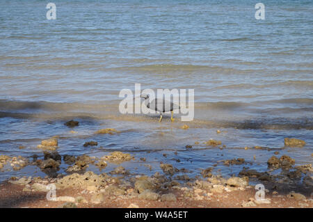 Waten Vogel auf der Geoffrey Bay Beach, auf der Gabul So erhöhten Wanderweg von Nelly Bay an Geoffrey Bay, Magnetic Island, Queensland, Australien. Stockfoto