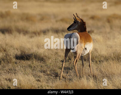 Schwangere Pronghorn Doe steht in einem Feld von Gras in den späten Nachmittag. Stockfoto