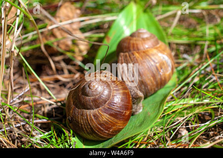 Große Schnecken kriechen auf einem Blatt Stockfoto