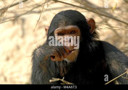 Schimpanse, Pan troglodytes, Chimfunshi, Sambia Stockfoto