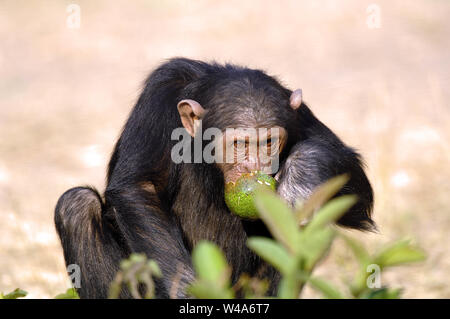 Schimpanse, Pan troglodytes, Chimfunshi, Sambia Stockfoto