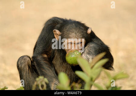 Schimpanse, Pan troglodytes, Chimfunshi, Sambia Stockfoto