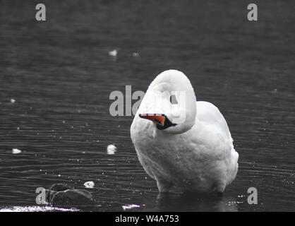 Nahaufnahme einer Schwan mit dem Kopf nach oben auf eine schottische Loch Stockfoto