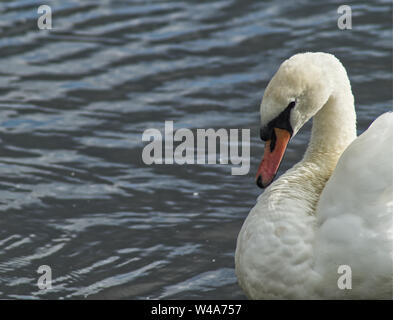 Nahaufnahme einer Schwan auf einem Schottischen Loch Stockfoto