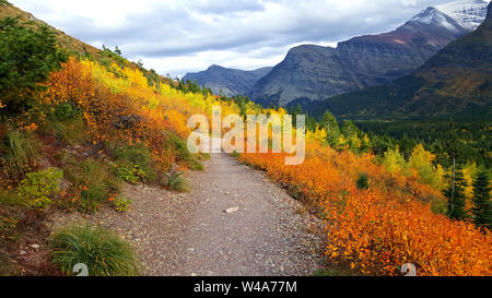 Die Herrlichkeit der Herbstfarben entlang einer Spur im Many Glacier Bereich des Glacier National Park. Stockfoto