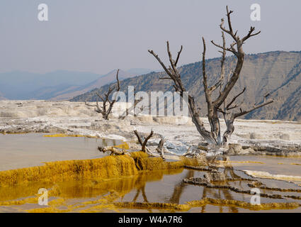 Ein kahler Baum in der Mitte des Thermalwasser des Yellowstone National Parks Mammoth Hot Springs. Stockfoto