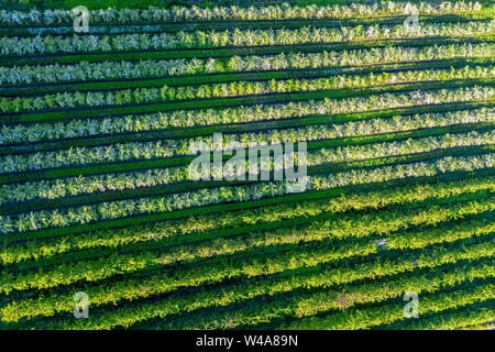 Apple Farm in der Nähe von Lofthus am Sörfjord, einem Zweig der Hardangerfjord, blomstering im Mai, Drone, Hardanger, Norwegen Stockfoto