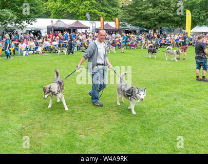 REACH-Sled Dog rescue Spaziergang ihre Tiere rund um die Arena an der Behinderung Bewußtsein Tag Veranstaltung in Walton Hall und Gärten Stockfoto