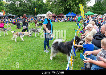 REACH-Sled Dog rescue Spaziergang ihre Tiere rund um die Arena an der Behinderung Bewußtsein Tag Veranstaltung in Walton Hall und Gärten. Ein Hund geht an Kind Stockfoto