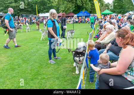 REACH-Sled Dog rescue Spaziergang ihre Tiere rund um die Arena an der Behinderung Bewußtsein Tag Veranstaltung in Walton Hall und Gärten. Ein Hund geht an Kind Stockfoto