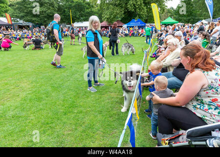 REACH-Sled Dog rescue Spaziergang ihre Tiere rund um die Arena an der Behinderung Bewußtsein Tag Veranstaltung in Walton Hall und Gärten. Ein Hund geht an Kind Stockfoto