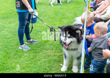 REACH-Sled Dog rescue Spaziergang ihre Tiere rund um die Arena an der Behinderung Bewußtsein Tag Veranstaltung in Walton Hall und Gärten. Ein Hund geht an Kind Stockfoto