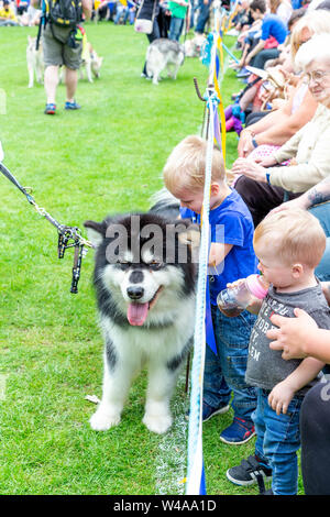 REACH-Sled Dog rescue Spaziergang ihre Tiere rund um die Arena an der Behinderung Bewußtsein Tag Veranstaltung in Walton Hall und Gärten. Ein Hund geht an Kind Stockfoto