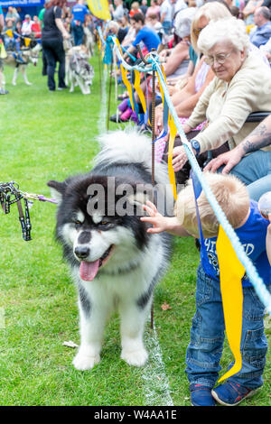 REACH-Sled Dog rescue Spaziergang ihre Tiere rund um die Arena an der Behinderung Bewußtsein Tag Veranstaltung in Walton Hall und Gärten. Ein Hund geht an Kind Stockfoto