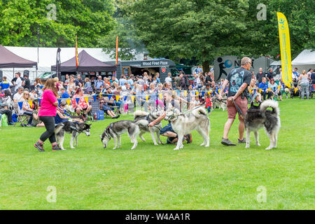 REACH-Sled Dog rescue Spaziergang ihre Tiere rund um die Arena an der Behinderung Bewußtsein Tag Veranstaltung in Walton Hall und Gärten Stockfoto