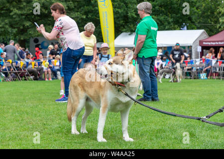 REACH-Sled Dog rescue Spaziergang ihre Tiere rund um die Arena an der Behinderung Bewußtsein Tag Veranstaltung in Walton Hall und Gärten Stockfoto