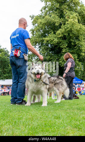 REACH-Sled Dog rescue Spaziergang ihre Tiere rund um die Arena an der Behinderung Bewußtsein Tag Veranstaltung in Walton Hall und Gärten Stockfoto