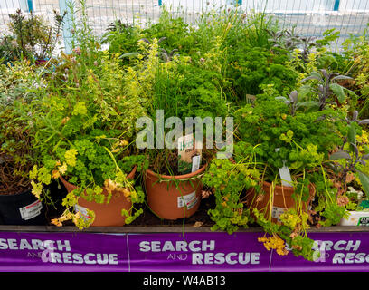 Suche und Rettung Pflanzen für den Verkauf in einem Gartencenter im Sommer, beschädigte Pflanzen zu reduzierten Preisen verkauft. Stockfoto