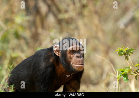 Schimpanse, Pan troglodytes, Chimfunshi, Sambia Stockfoto