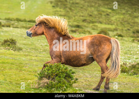 Ponys und Fohlen junge Pony im Nationalpark Dartmoor, Devon, West Country, England, UK. Stockfoto