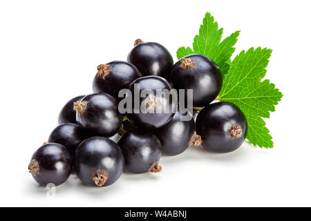 Schwarze Johannisbeere Beeren mit Blatt auf dem weißen Hintergrund isoliert, clipping path enthalten. Stockfoto