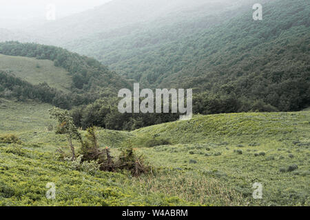 Nadelbäume auf einer Gebirgskette in einem dichten Nebel in Bieszczady, Polen. Stockfoto
