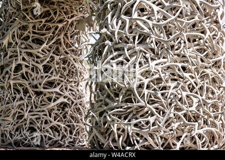 Der Elch Geweih Arch im George Washington Memorial Park, wie der Stadtplatz in Jackson Hole, Wyoming bekannt. Vier Bögen der Marktplatz sind ausschließlich von der lokalen Elchengeweihen gebaut. Jeder Bogen wird von einem Stahlgerüst unterstützt und von Hand mit mehr als 2.000 Geweih jeden gebaut. Die Bögen sind meist durch Reibung und Schwerkraft gehalten und müssen über alle 50 Jahre wieder aufgebaut werden. Stockfoto