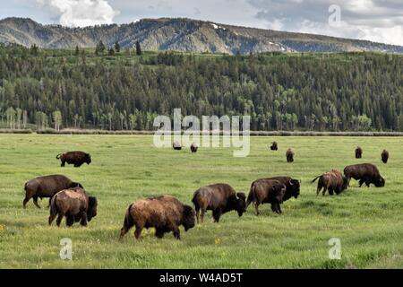 Eine Herde von Nordamerikanischen Bisons grasen im Grasland entlang Elk Ranch Wohnungen im Grand Teton National Park in Moran, Wyoming. Stockfoto