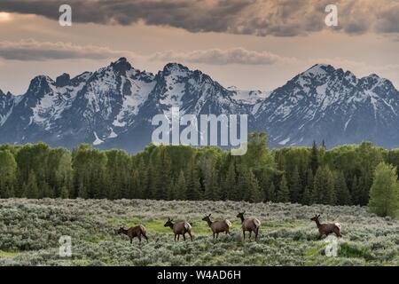 Eine Herde von Elk über Elk Wohnungen mit Mount Moran und die Grand Teton Berge in der Abenddämmerung im Grand Teton National Park in Moran, Wyoming migrieren. Stockfoto