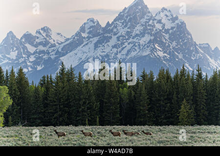 Eine Herde von Elk über Elk Wohnungen mit Mount Moran und die Grand Teton Berge in der Abenddämmerung im Grand Teton National Park in Moran, Wyoming migrieren. Stockfoto