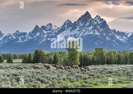 Eine Herde von Elk über Elk Wohnungen mit Mount Moran und die Grand Teton Berge in der Abenddämmerung im Grand Teton National Park in Moran, Wyoming migrieren. Stockfoto