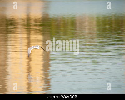 Möwe fliegt über See mit Reflektion Stockfoto
