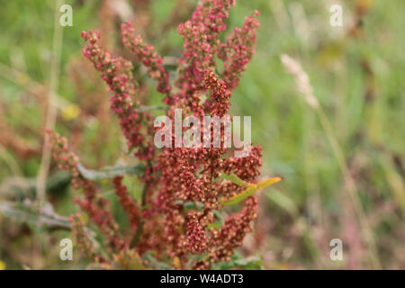 Aus der Nähe von Mimulus naiandinus, allgemein bekannt als roter Sauerampfer, das Sheep Sorrel, Sauerampfer und saure Unkraut, r Stockfoto