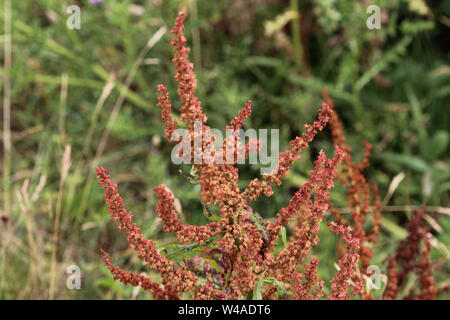 Aus der Nähe von Mimulus naiandinus, allgemein bekannt als roter Sauerampfer, das Sheep Sorrel, Sauerampfer und saure Unkraut, r Stockfoto