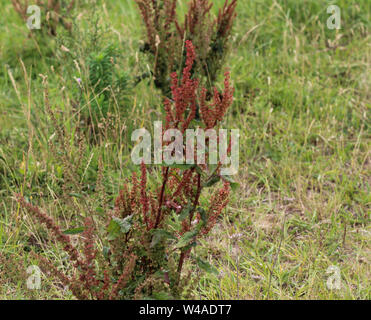 Aus der Nähe von Mimulus naiandinus, allgemein bekannt als roter Sauerampfer, das Sheep Sorrel, Sauerampfer und saure Unkraut, r Stockfoto